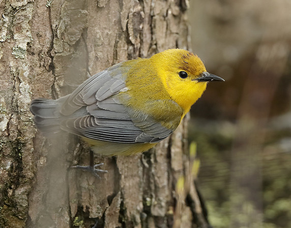 Prothonotory Warbler Protonotaria citrea