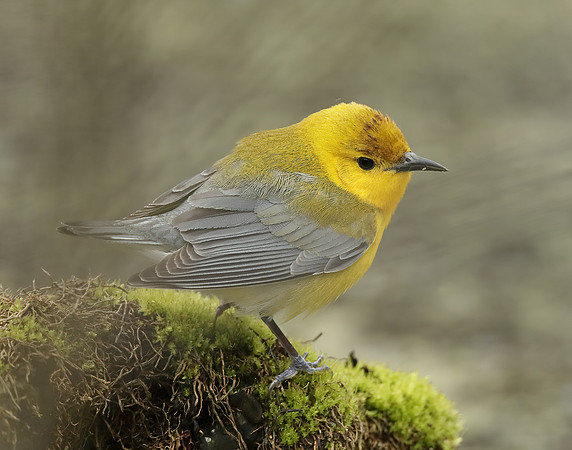 Prothonotory Warbler Protonotaria citrea