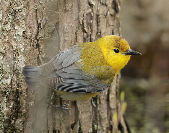Prothonotory Warbler Protonotaria citrea