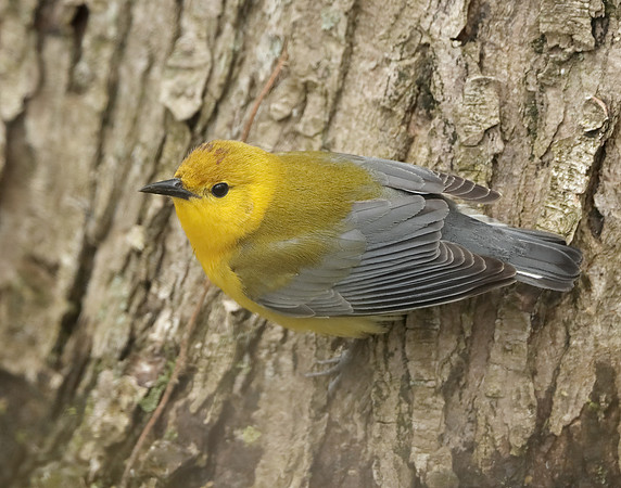 Prothonotory Warbler Protonotaria citrea