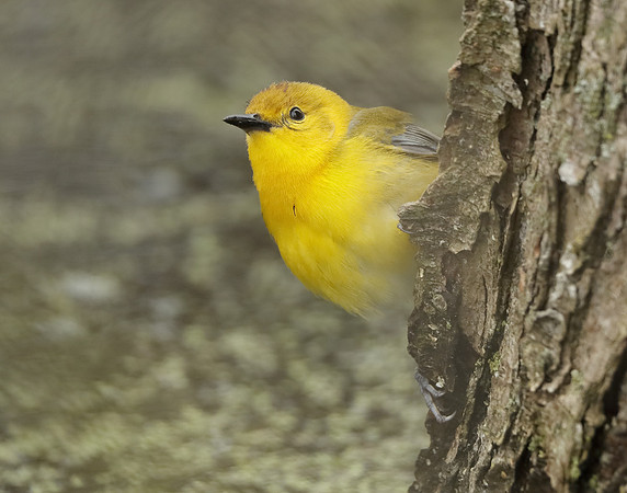 Prothonotory Warbler Protonotaria citrea