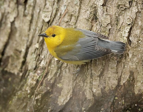 Prothonotory Warbler Protonotaria citrea