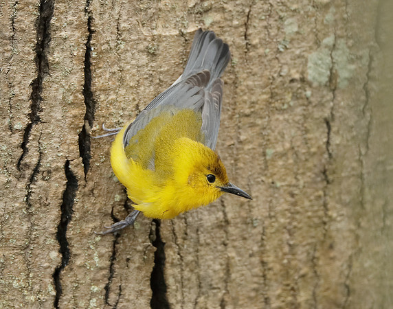 Prothonotory Warbler Protonotaria citrea