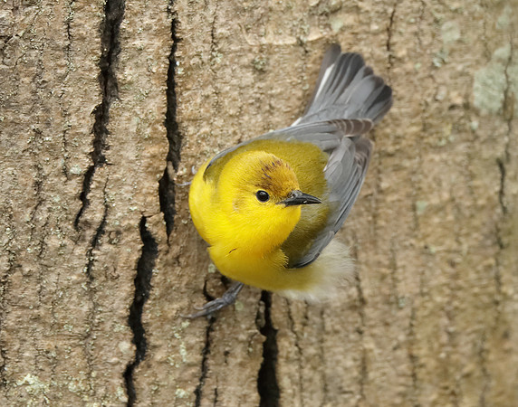 Prothonotory Warbler Protonotaria citrea