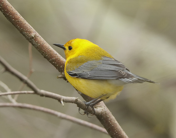 Prothonotory Warbler Protonotaria citrea