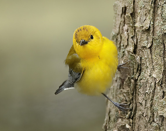 Prothonotory Warbler Protonotaria citrea