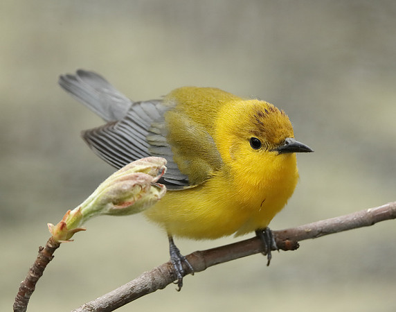 Prothonotory Warbler Protonotaria citrea