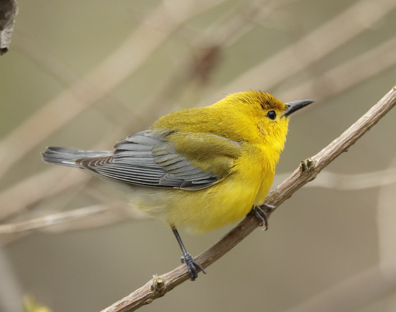 Prothonotory Warbler Protonotaria citrea