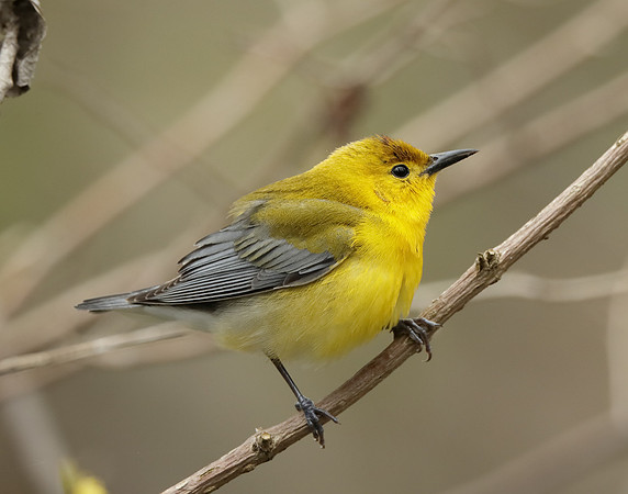 Prothonotory Warbler Protonotaria citrea