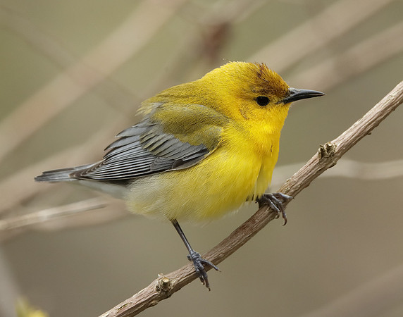 Prothonotory Warbler Protonotaria citrea