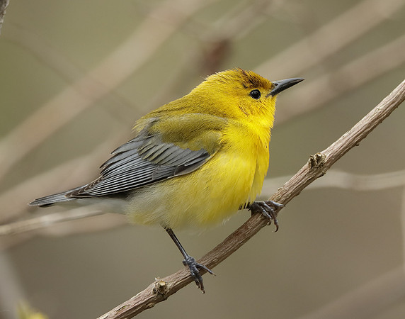Prothonotory Warbler Protonotaria citrea
