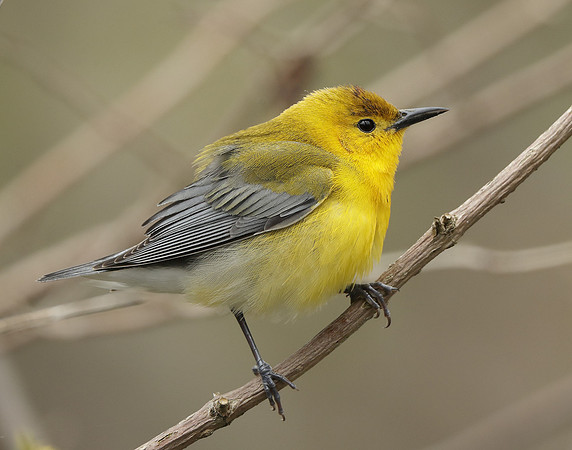 Prothonotory Warbler Protonotaria citrea