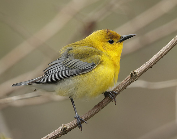 Prothonotory Warbler Protonotaria citrea