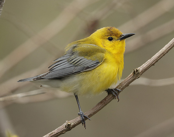 Prothonotory Warbler Protonotaria citrea