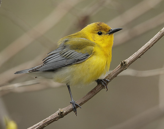 Prothonotory Warbler Protonotaria citrea