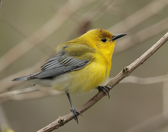 Prothonotory Warbler Protonotaria citrea