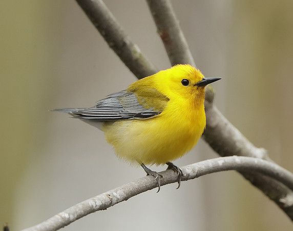 Prothonotory Warbler Protonotaria citrea