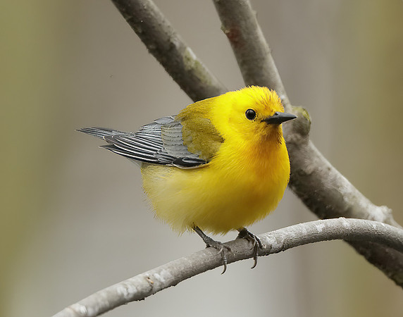 Prothonotory Warbler Protonotaria citrea