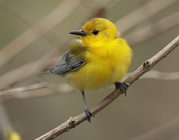 Prothonotory Warbler Protonotaria citrea