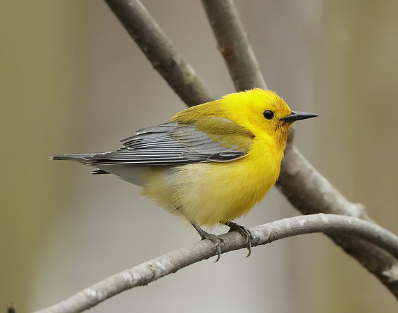 Prothonotory Warbler Protonotaria citrea