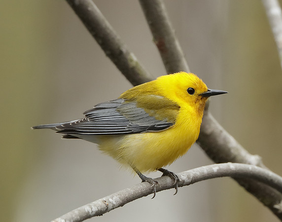 Prothonotory Warbler Protonotaria citrea