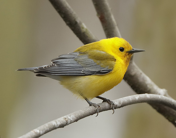 Prothonotory Warbler Protonotaria citrea
