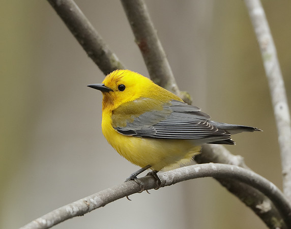 Prothonotory Warbler Protonotaria citrea