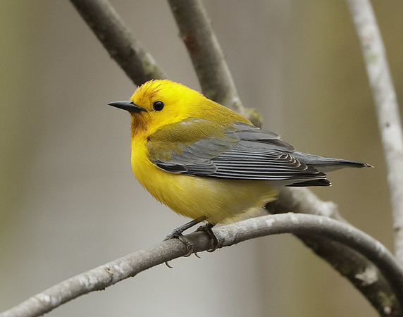 Prothonotory Warbler Protonotaria citrea