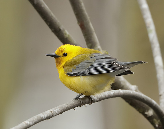 Prothonotory Warbler Protonotaria citrea