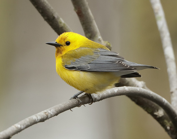 Prothonotory Warbler Protonotaria citrea