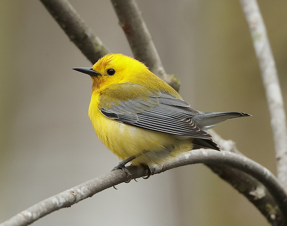 Prothonotory Warbler Protonotaria citrea