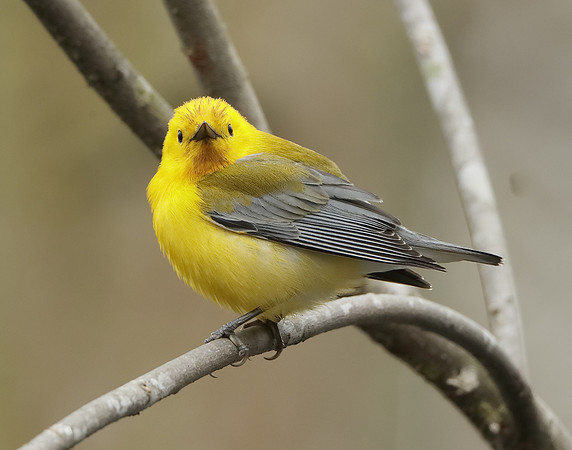 Prothonotory Warbler Protonotaria citrea