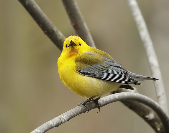 Prothonotory Warbler Protonotaria citrea