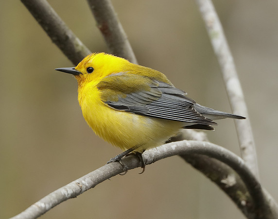Prothonotory Warbler Protonotaria citrea