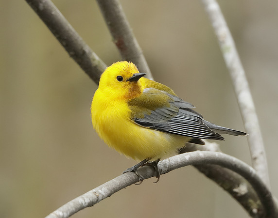 Prothonotory Warbler Protonotaria citrea