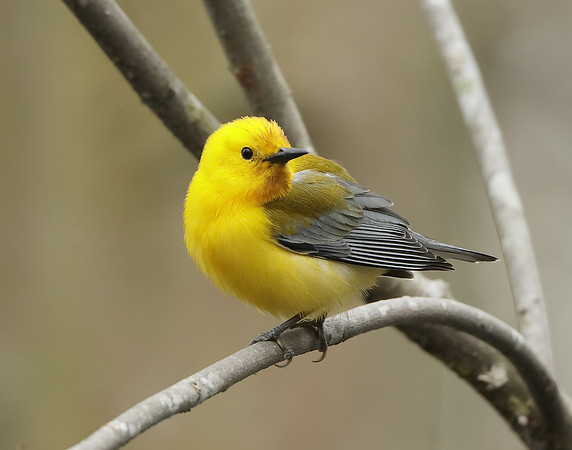 Prothonotory Warbler Protonotaria citrea