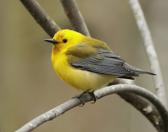 Prothonotory Warbler Protonotaria citrea