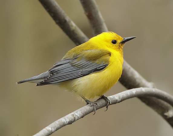 Prothonotory Warbler Protonotaria citrea