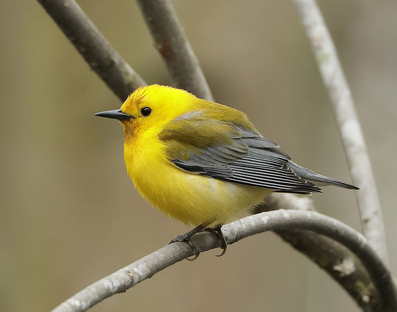 Prothonotory Warbler Protonotaria citrea