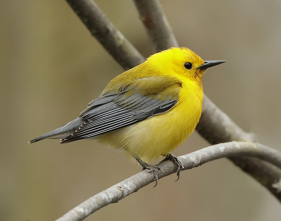 Prothonotory Warbler Protonotaria citrea