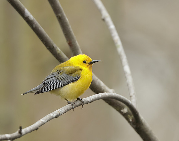 Prothonotory Warbler Protonotaria citrea