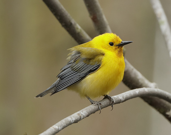 Prothonotory Warbler Protonotaria citrea