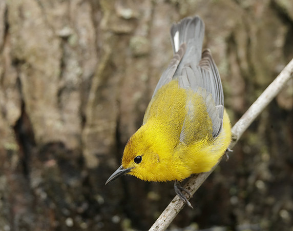 Prothonotory Warbler Protonotaria citrea