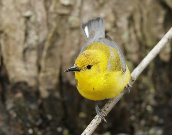 Prothonotory Warbler Protonotaria citrea