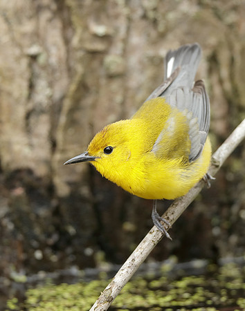 Prothonotory Warbler Protonotaria citrea