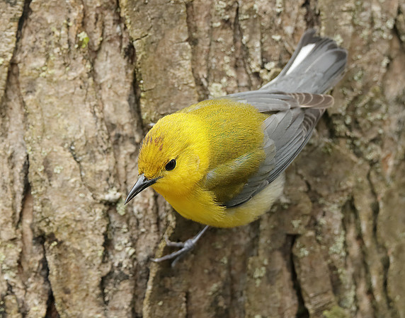 Prothonotory Warbler Protonotaria citrea