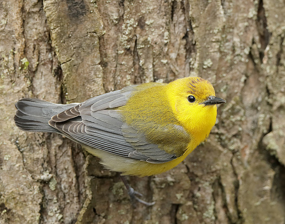 Prothonotory Warbler Protonotaria citrea