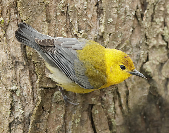 Prothonotory Warbler Protonotaria citrea