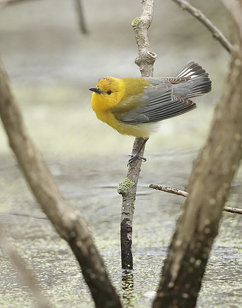 Prothonotory Warbler Protonotaria citrea