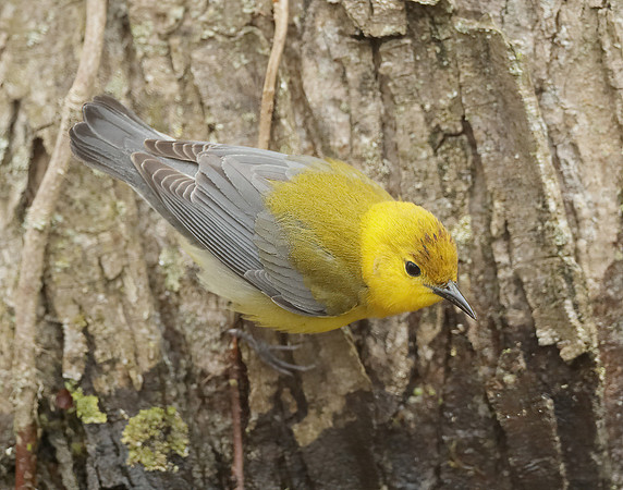 Prothonotory Warbler Protonotaria citrea